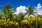 Clouds over coconut palms at Playa Matapalo, Puntarenas Province, Costa Rica Art Print
